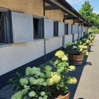 Luxe Gastenkamer Met Living En Keuken Bij Friezen Paarden Stal Pellendijk Westendorp Dış mekan fotoğraf