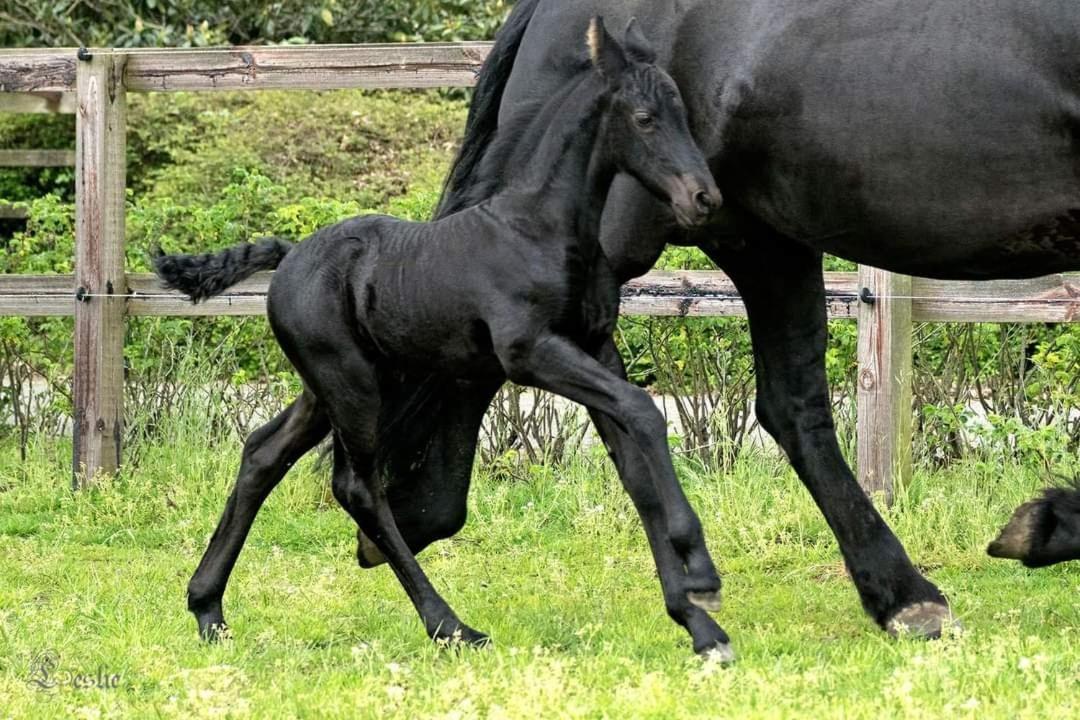Luxe Gastenkamer Met Living En Keuken Bij Friezen Paarden Stal Pellendijk Westendorp Dış mekan fotoğraf