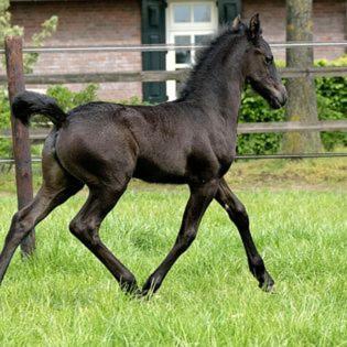 Luxe Gastenkamer Met Living En Keuken Bij Friezen Paarden Stal Pellendijk Westendorp Dış mekan fotoğraf